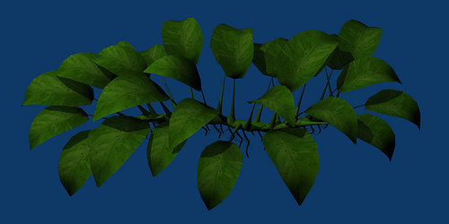 common fish tank plants. anubias (common aquarium